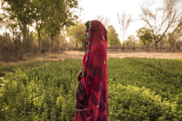 Guddi Kumawat’s family owns a 7-acre farm in Morra. Through improved crop drip irrigation and vermi-composting – which uses worms to create organic fertilizer – they have increased their annual income by 45,000 rupees, or $720 per year.