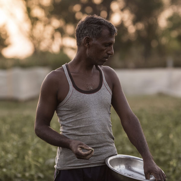 Shyamlal Prajapat is a potter by trade in the village of Morra. He became interested in farming after attending JIVA workshops and applied the principles to a half-acre of land he owns. The results have yielded an additional 47,000 rupees for his family each year.