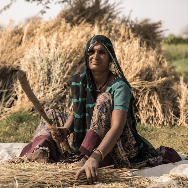 Paras Devi Aheer bundles this year’s harvest of wheat on her family’s farm.